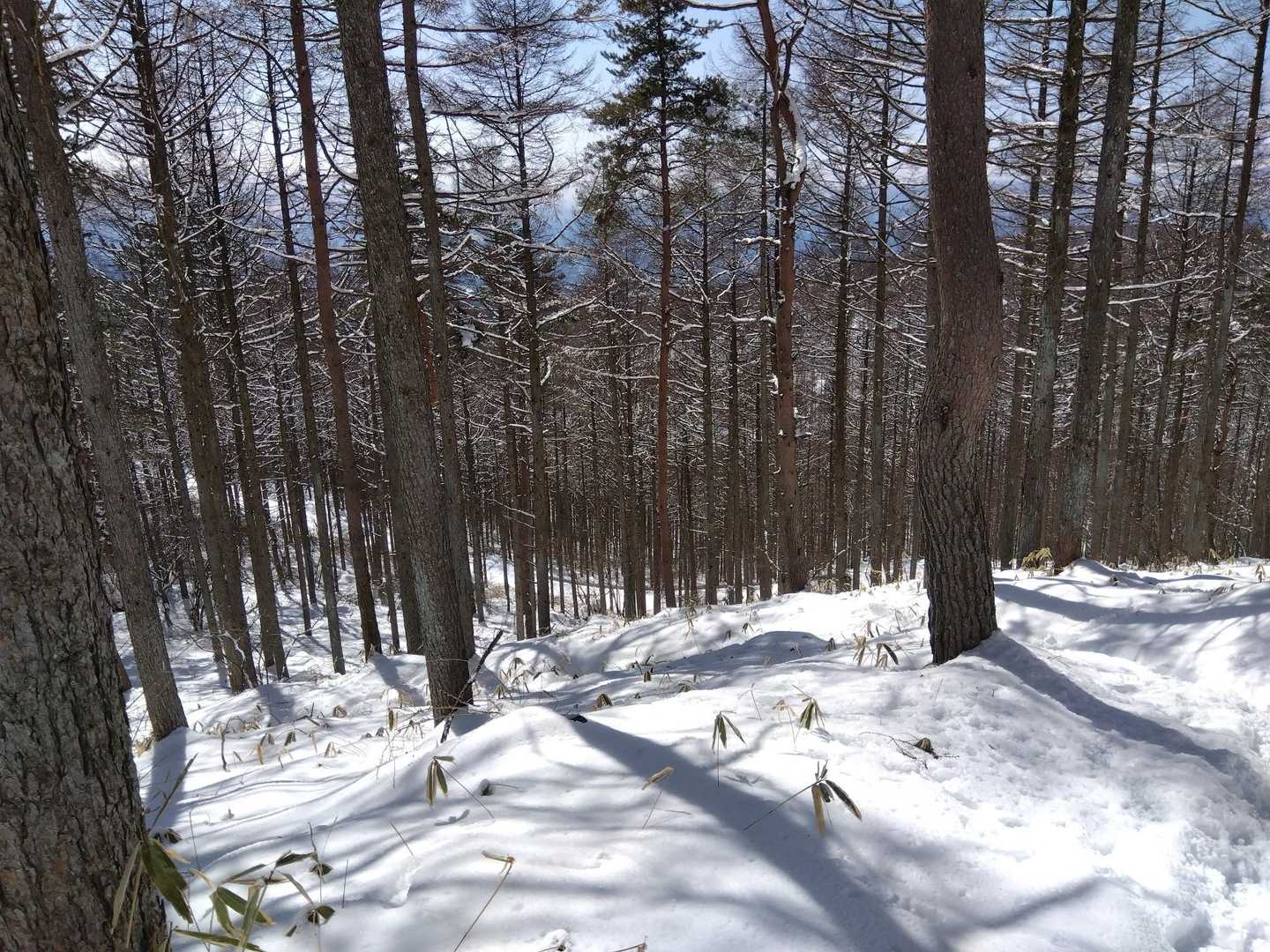 天女山 往復コースの写真