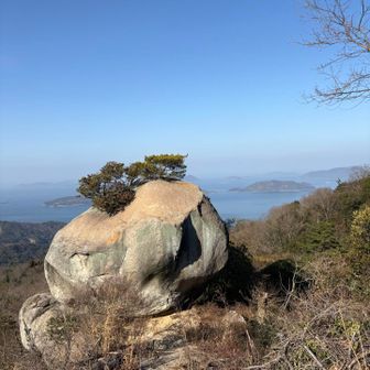 岩の上に松🌲千貫松というらしい