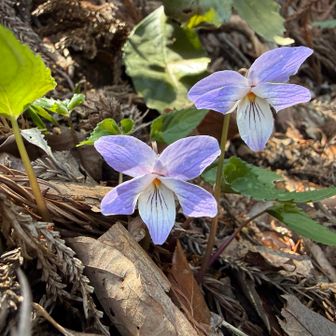 ナガバノスミレサイシン
もう終わりかけが多かったけど、これはきれいに咲いていた