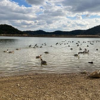 今日もカモに癒される