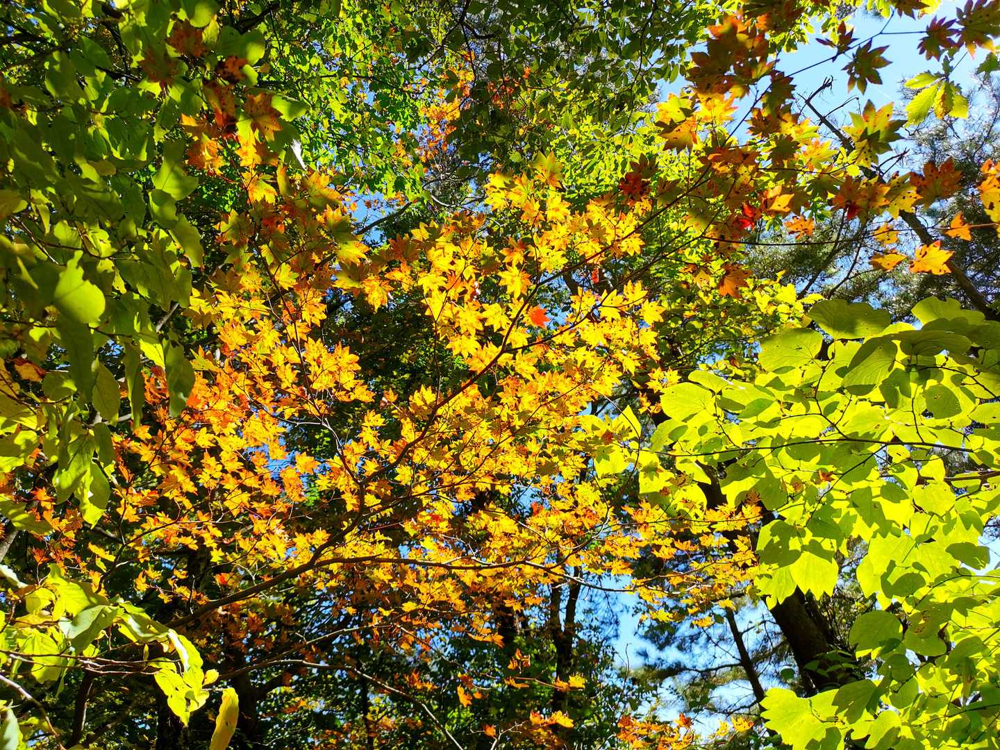 太陽の光が当たった紅葉は魅力増し増し
