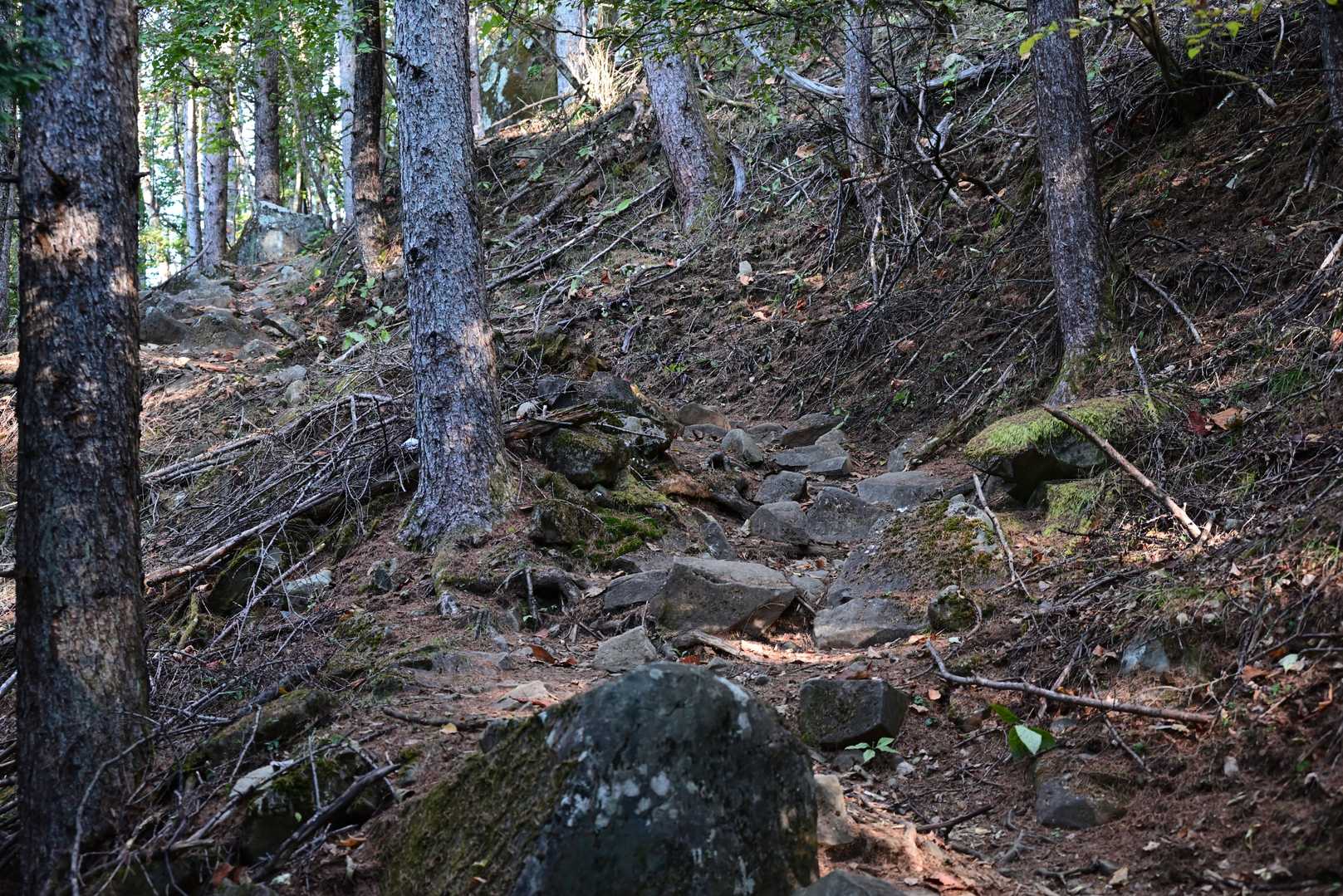 こういう登りが国師ヶ原まで続きます。
