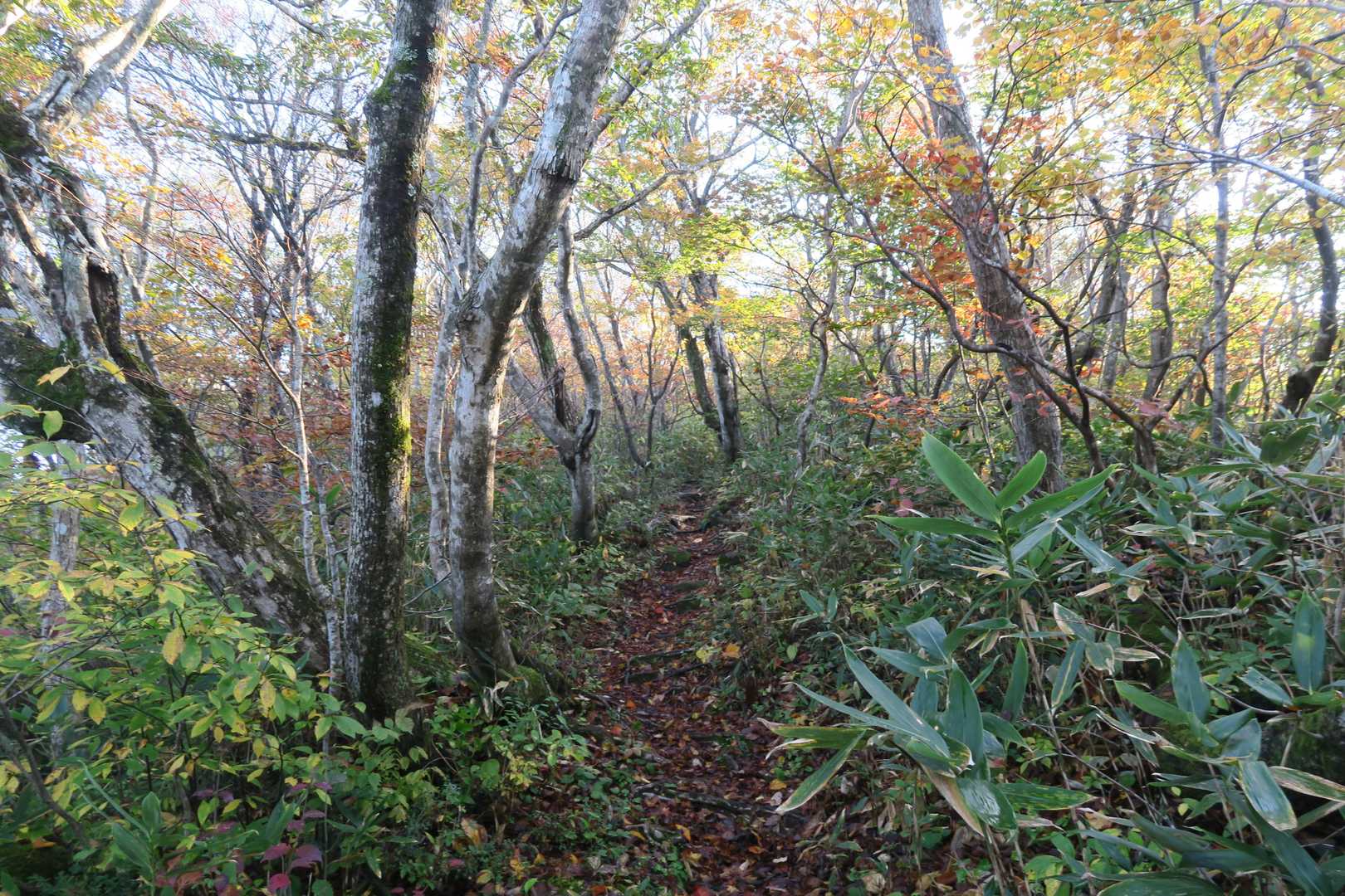 朝日差し込む森を進む
