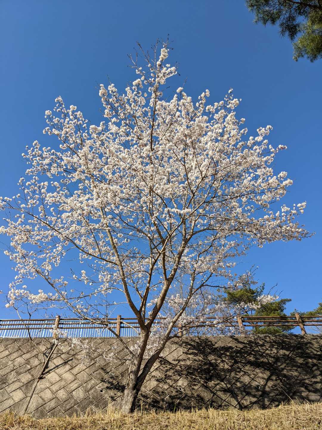 丸山（広島県安芸高田市）の写真