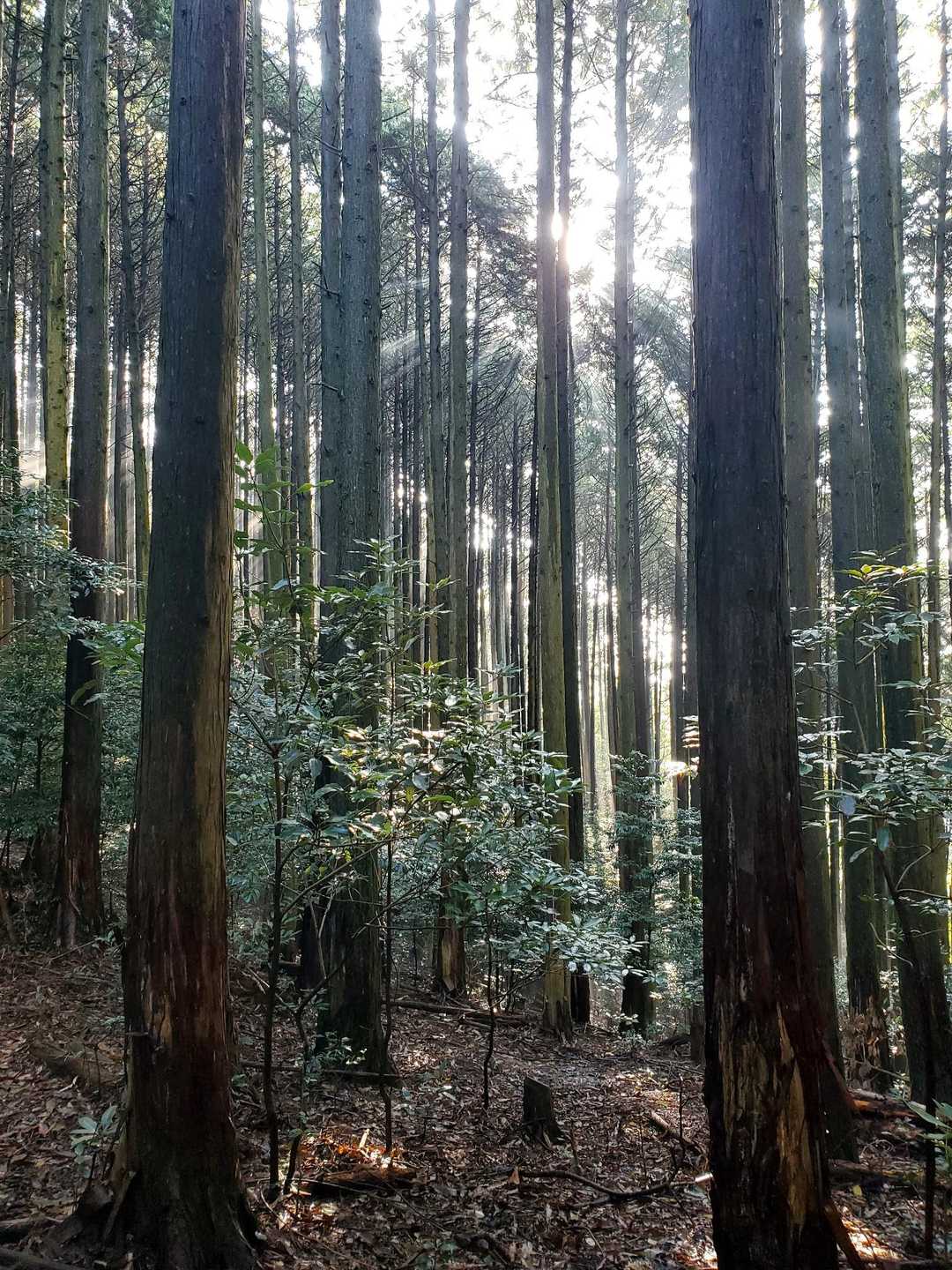新城・茶臼山登山口-新城-茶臼山-金満山-赤牟田ノ辻 周回コースの写真