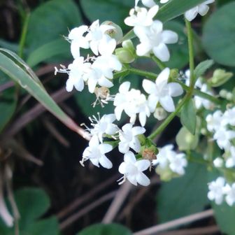 オトコエシ（男郎花）

日本全国の山野や道端などに自生するスイカズラ科（旧オミナエシ科）オミナエシ属の多年草です。秋の七草の一つである「オミナエシ（女郎花）」の近縁種であり、オミナエシと対比される多くの特徴を持っています。
黄色い花を咲かせるオミナエシ（女郎花）に比べて全体的にがっしりとしていて、白い花をつけるのが特徴です。
印象はオミナエシがすらっとして女性的なのに対し、オトコエシは茎や葉が太く頑強で「男性的・野性味がある」として名付けられました。
