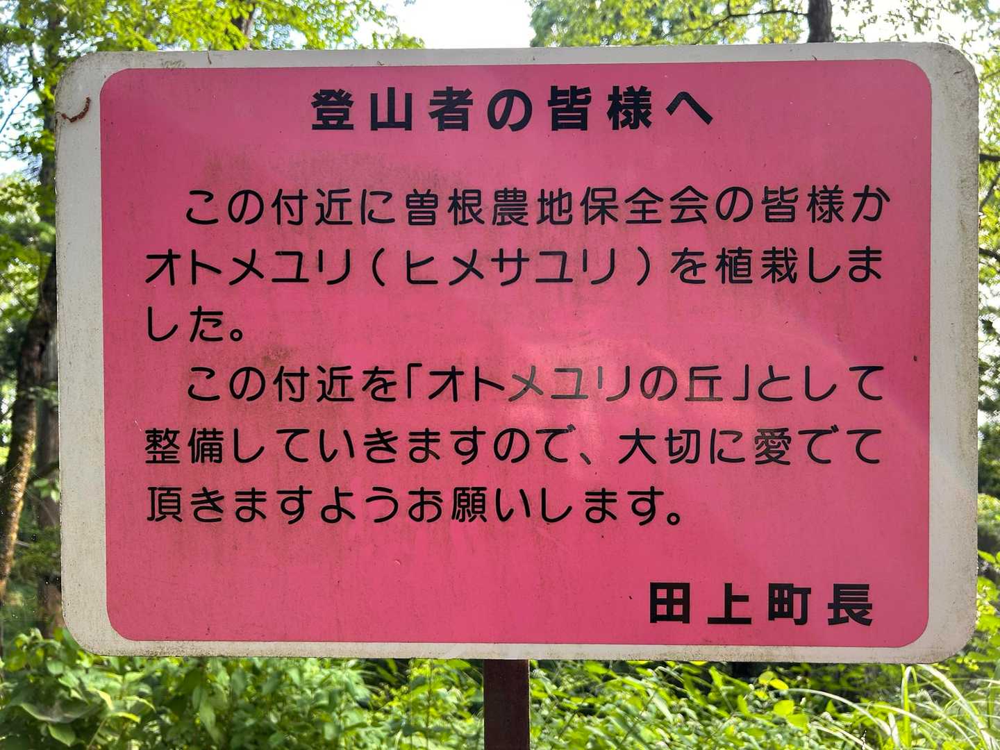 ヒメサユリ 公認🎉