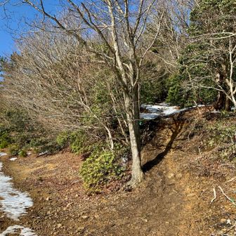養老山山頂へは植生の保護ロープがはってあるので直登せず、巻いて登ります。
写真右の道がビクトリーロード。
