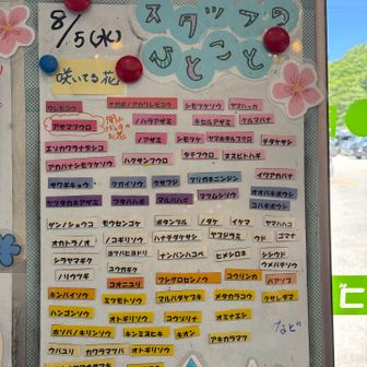 湿原を一周して八島ビジターセンター
へ⛹🏻‍♂️    掲示板🪧
現在咲いてる花のラインナップは☝️
👵🏻ウバユリに👵🏽バアソブ？って...🙄
オレには🌵数種類程しかわかりません🤷🏻‍♂️