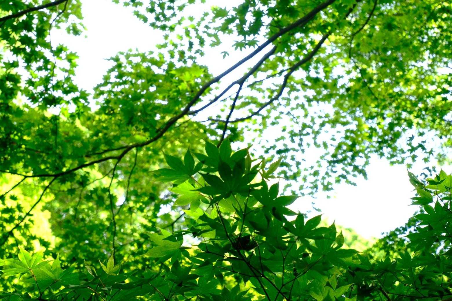 新緑が目に優しい♪