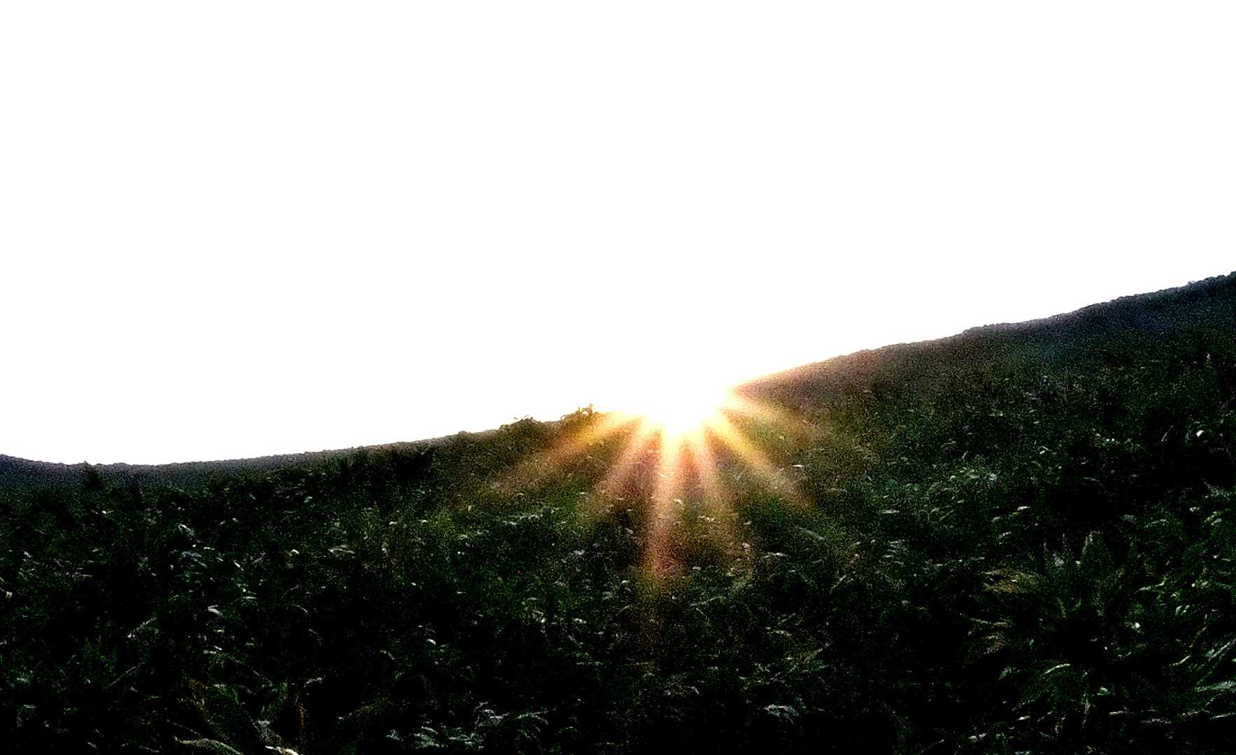 太陽ビームをふりまいて🙌
太陽エネルギー・・
いただきました😄
