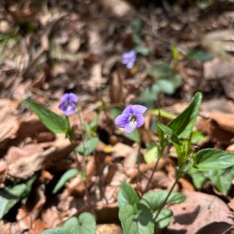スミレだって！みっけ！
