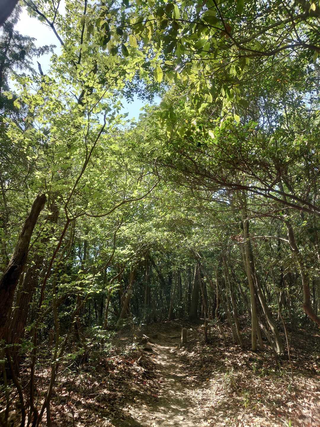 山根口登山口-尾長山-牛田山-神田山 縦走コースの写真
