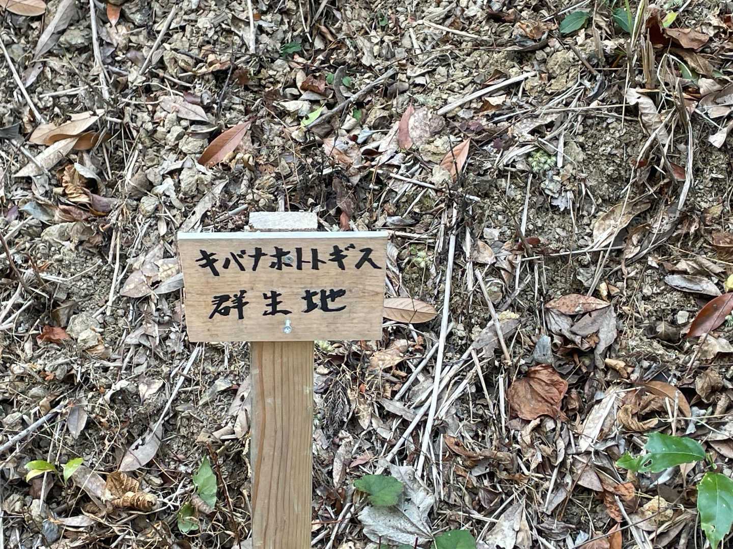 キバナホトトギス群落地だそうです。