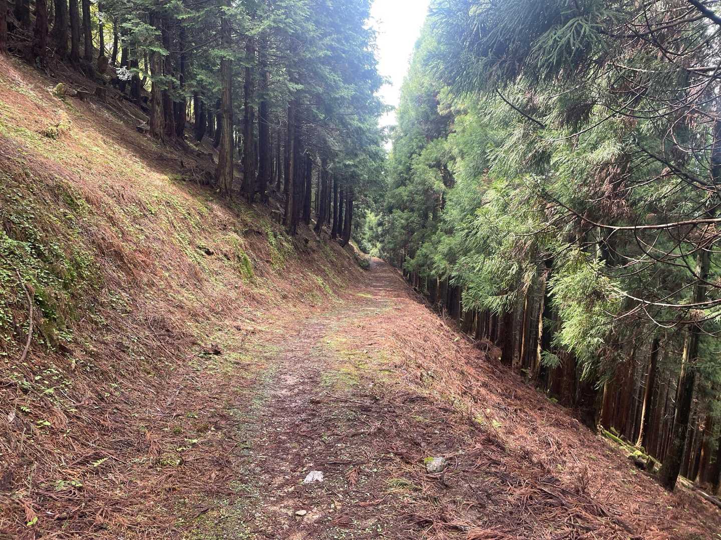 長老ヶ岳 周回コースの写真