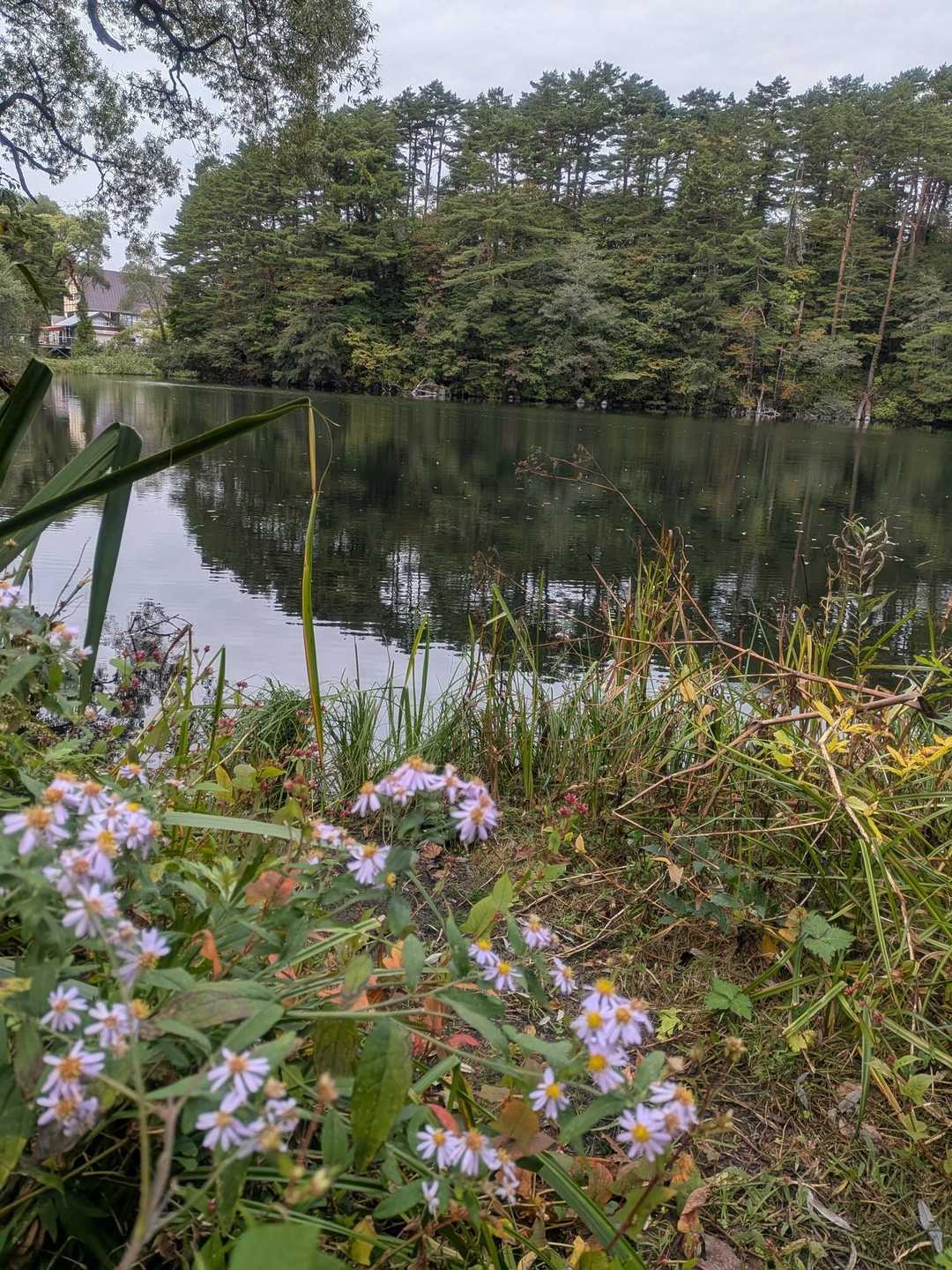 柳沼

