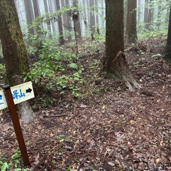 登山道は分かりやすく歩きやすかった。
