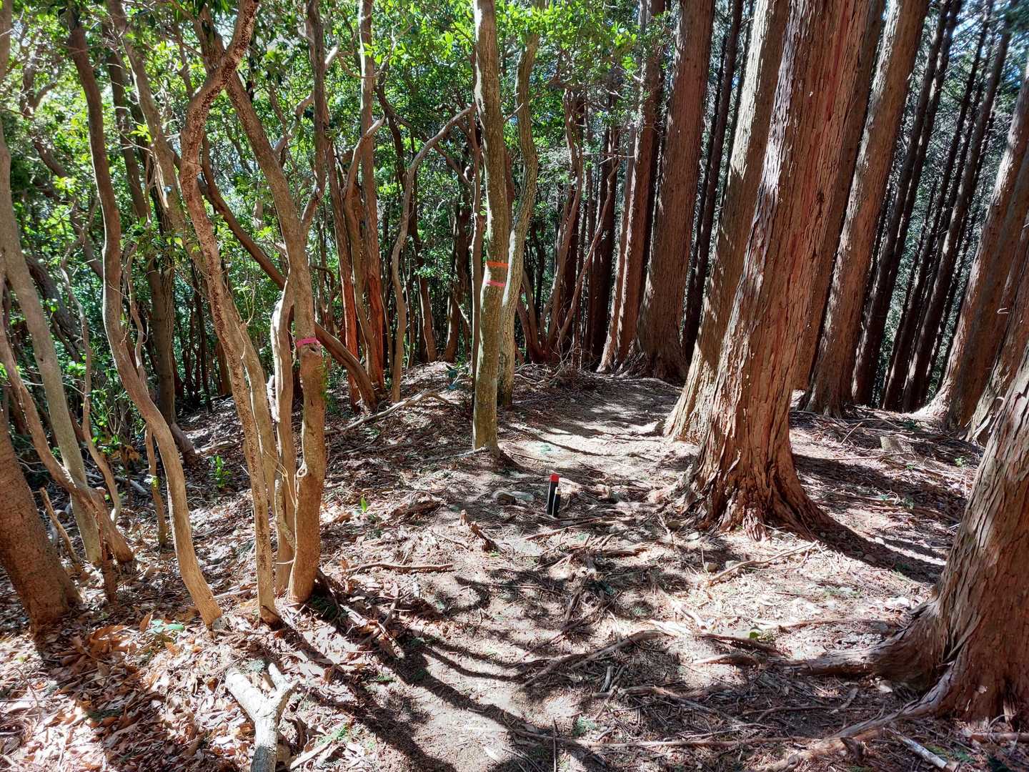 日当山へ向かって下っていきます。