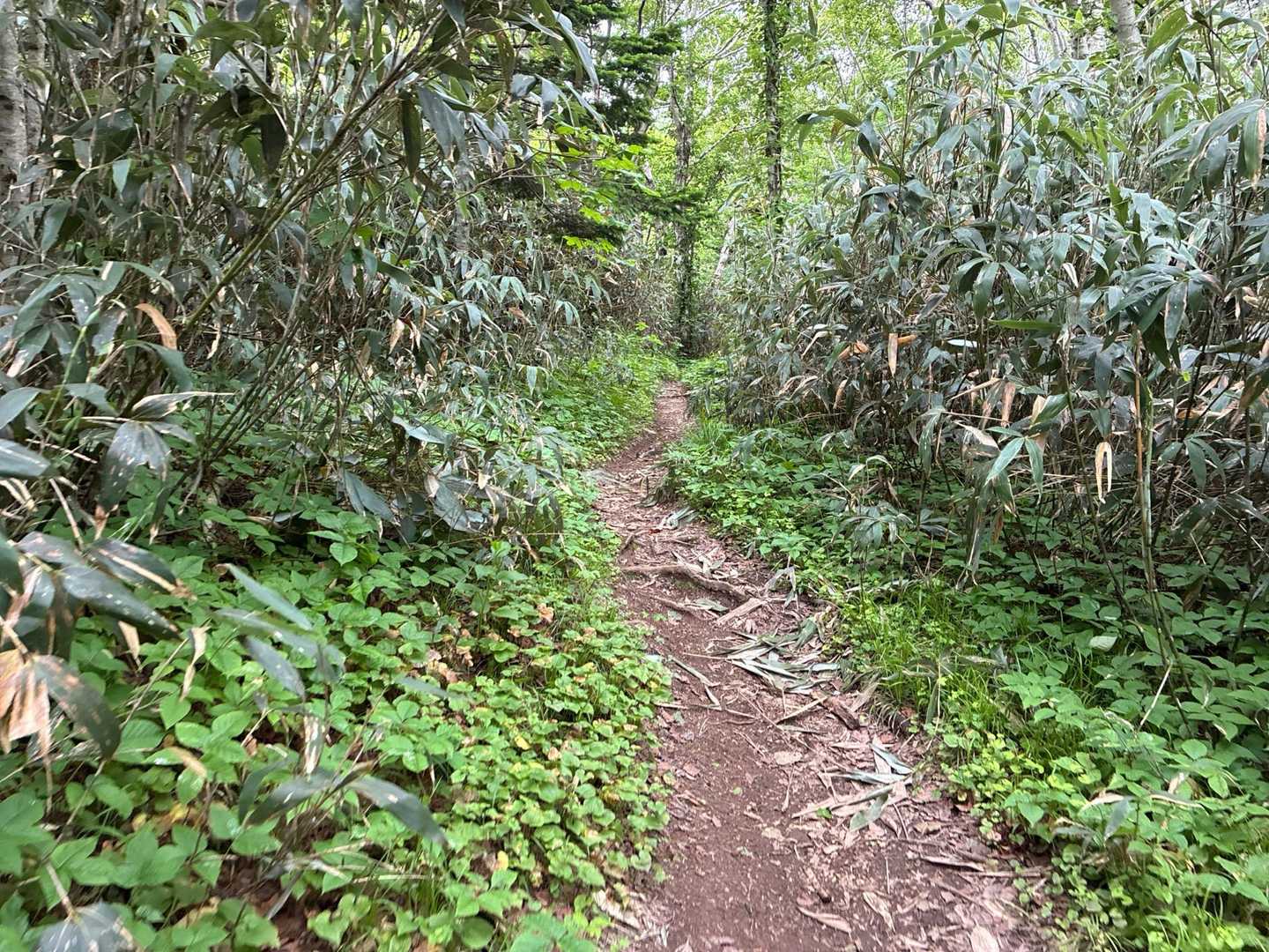 　　島には熊🐻も鹿🦌も狐🦊も居ないそうです❗️