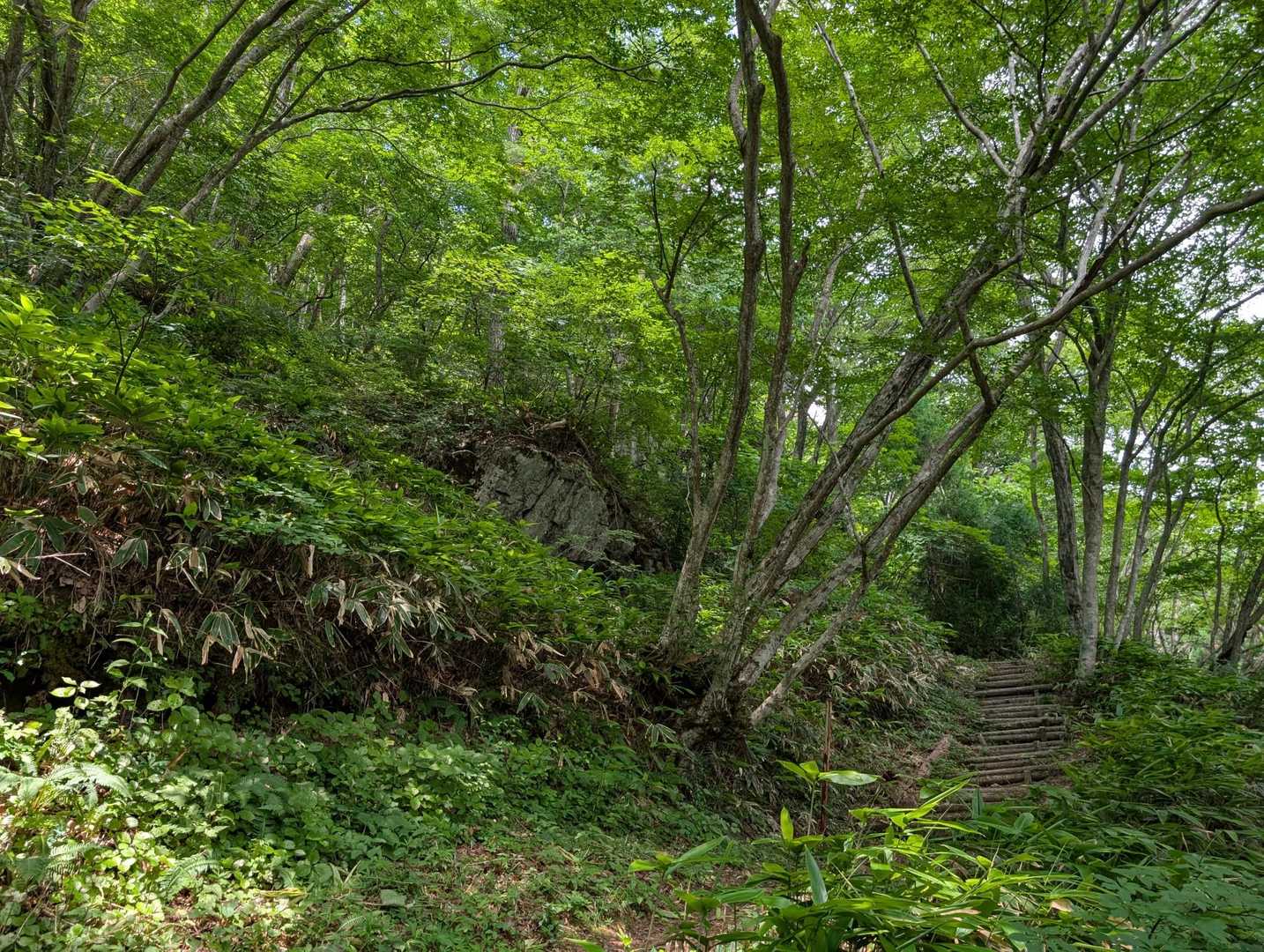 青葉🌳が濃くなり見目麗しい(⁠θ⁠‿⁠θ⁠)