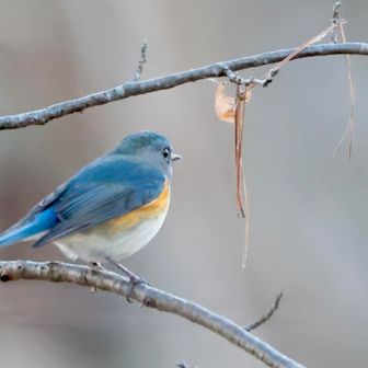 良い枝に移動した！
後ろを向くなよぉ😭