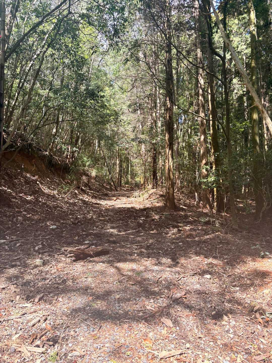 広い山道から始まりますがここから先が猪🐗さんの掘り返し祭でボコボコ大荒れで踏み跡が消されてる😱

繁殖シーズンに入るので猪さんも必死なんでしょう…寧ろ彼等が先住者側なので「餌場踏み固めやがって人間め！」という感じなんだろうな…