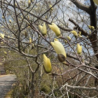 モクレンが開き出してました