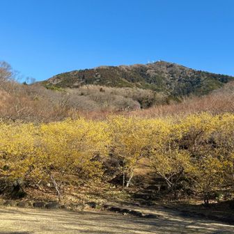 青空と筑波山と蝋梅✨

大勢の人で賑わっているかと思ったけど
とても静かな梅園
