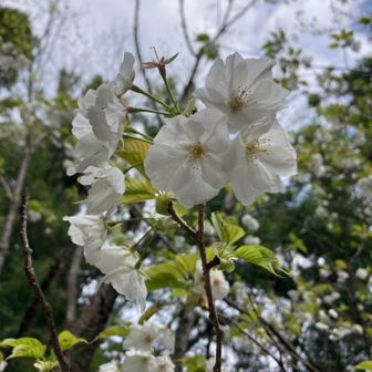 大島桜、この山で好きになったがよ😘