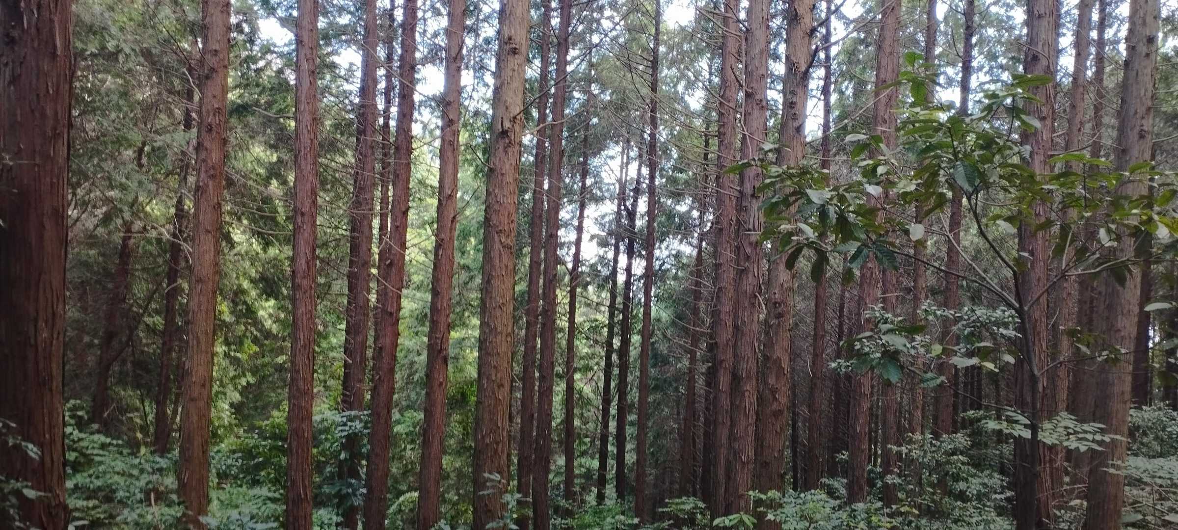 雲附登山口-石鎚神社-雲附山-白羽峠 往復コースの写真