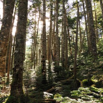 迷わず夏沢峠方面ではなく、樹林帯方面へ。
