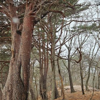 32分で枚根森山山頂🙌1.3km
眺めは有りません。