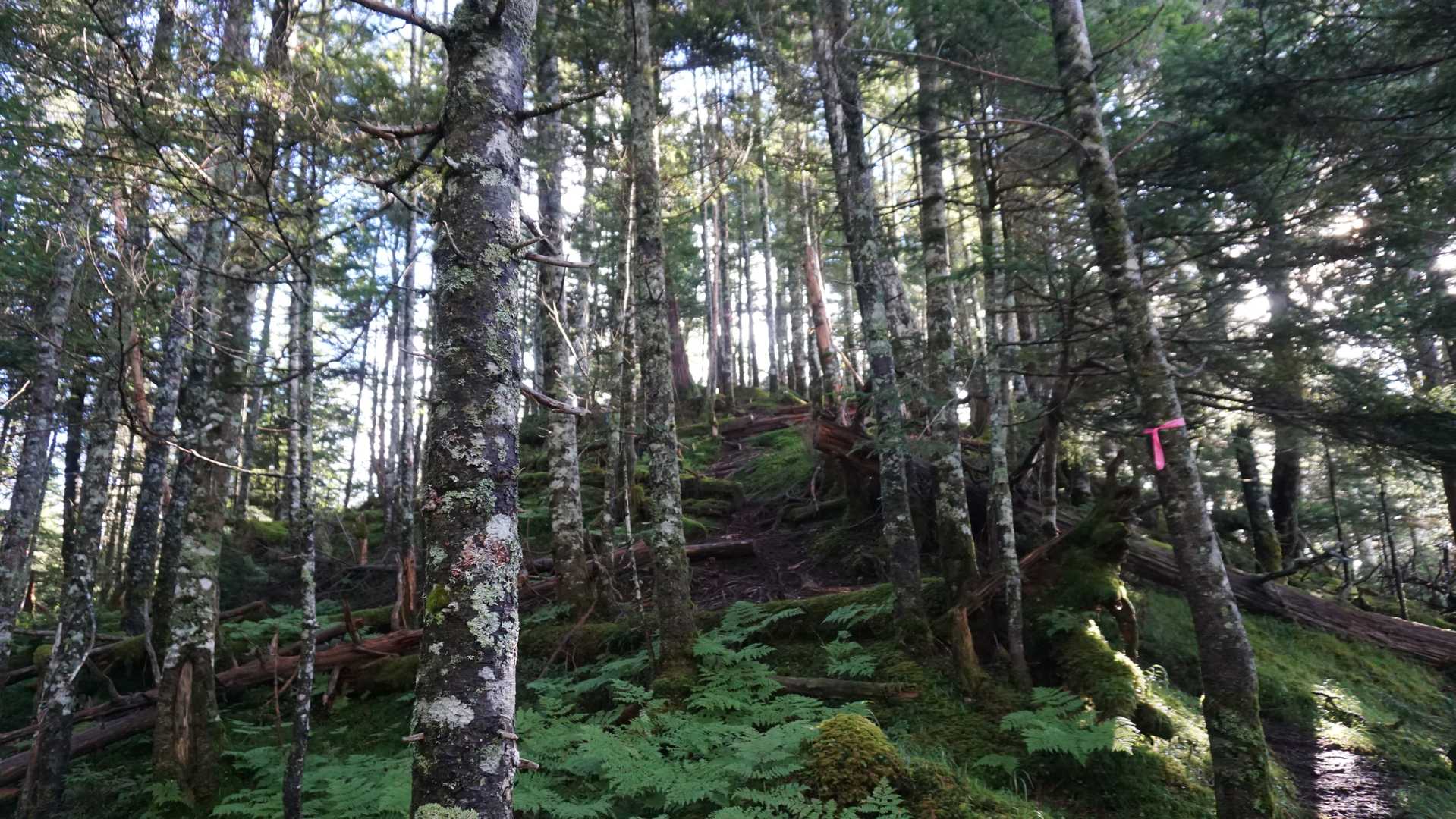 奥茶臼山（しらびそ峠）の写真