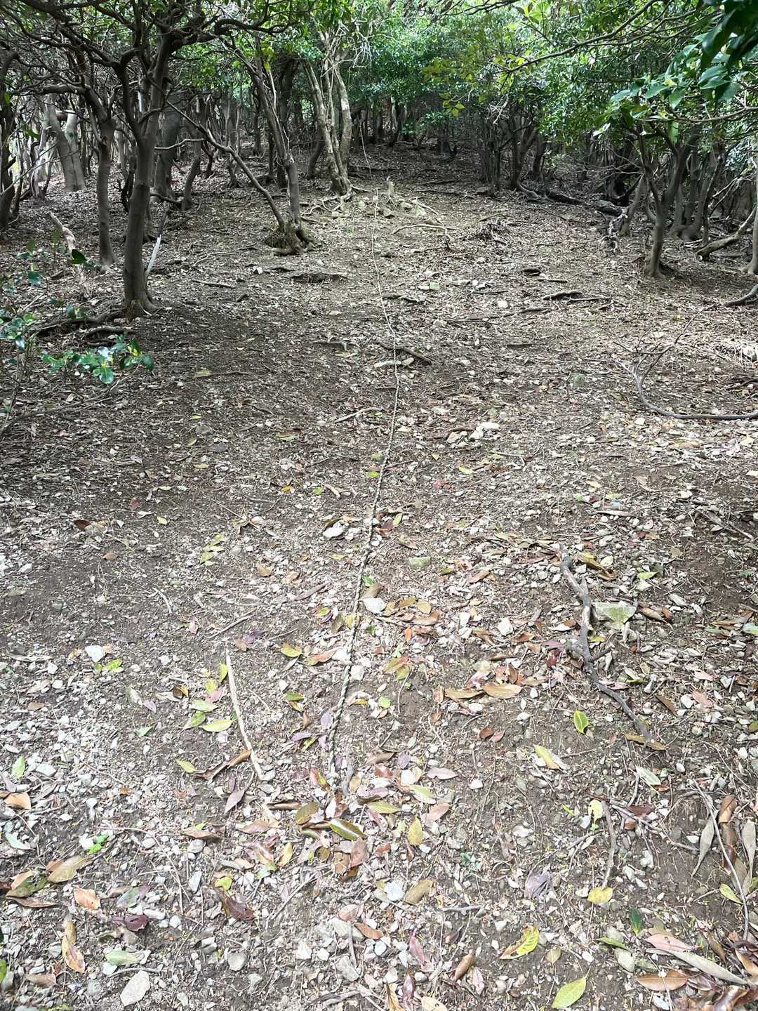急斜面⚠️ロープに助けられて登ります。