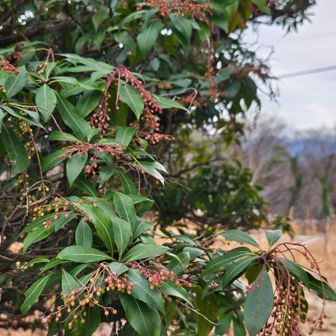 アセビの花も準備🆗️✌