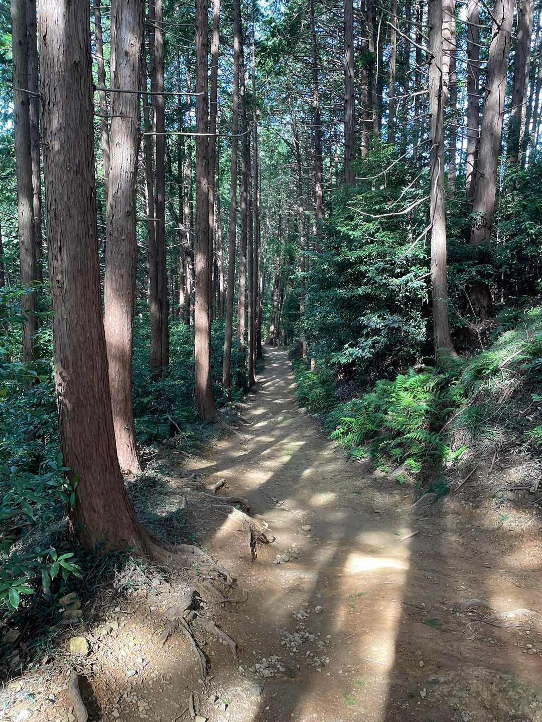 日和田山登山口-金刀比羅神社-日和田山-高指山-小瀬名富士 往復コースの写真