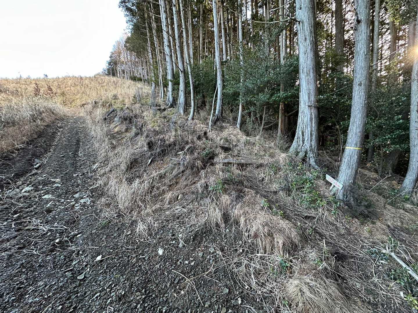 ロストしやすいところ。
この右下に見える小さな看板が目印⚠️
左の林道はコースじゃありません。
樹木の縁を沿って歩くのが正解でした。