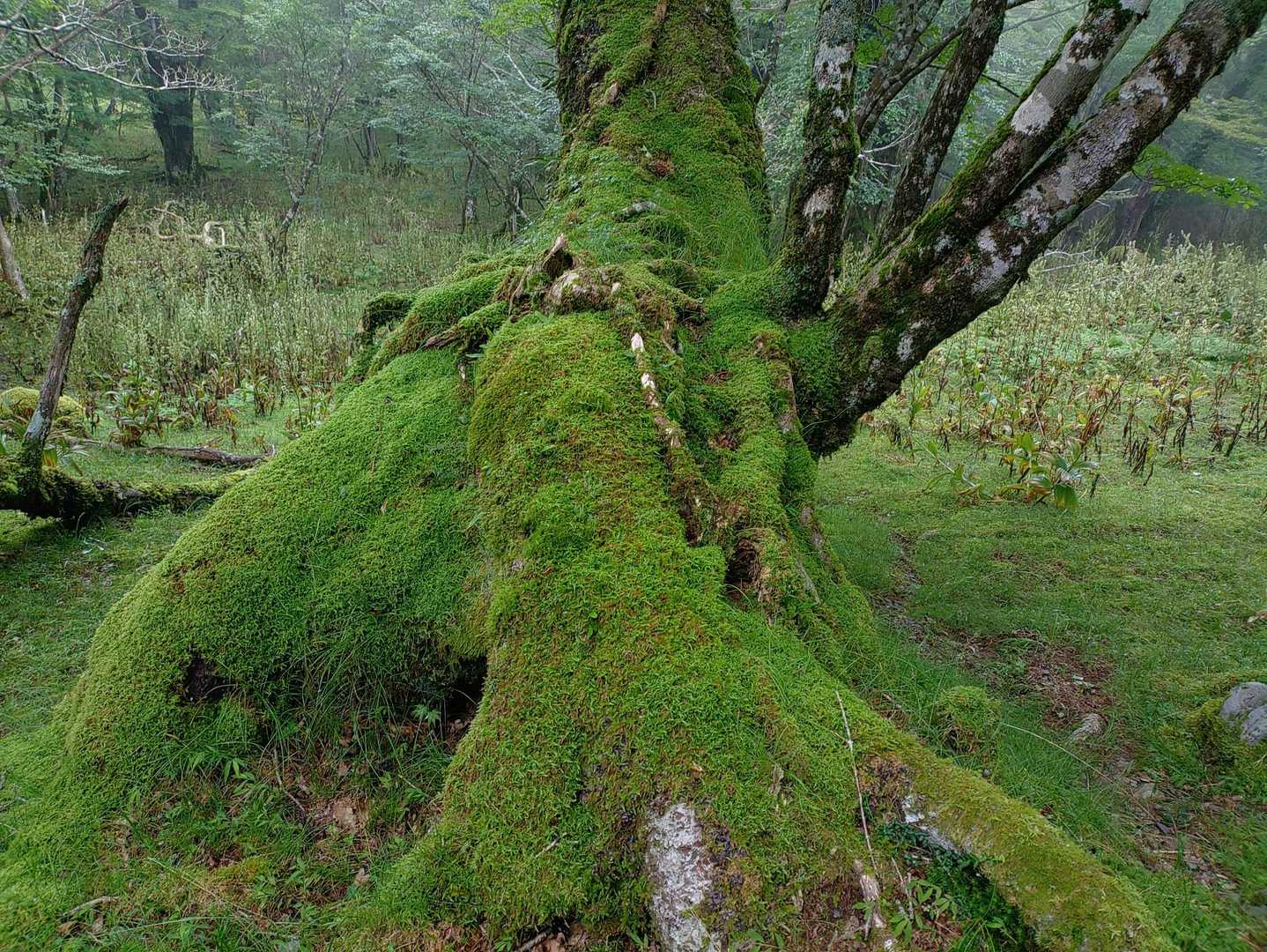苔モリモリまとって美し