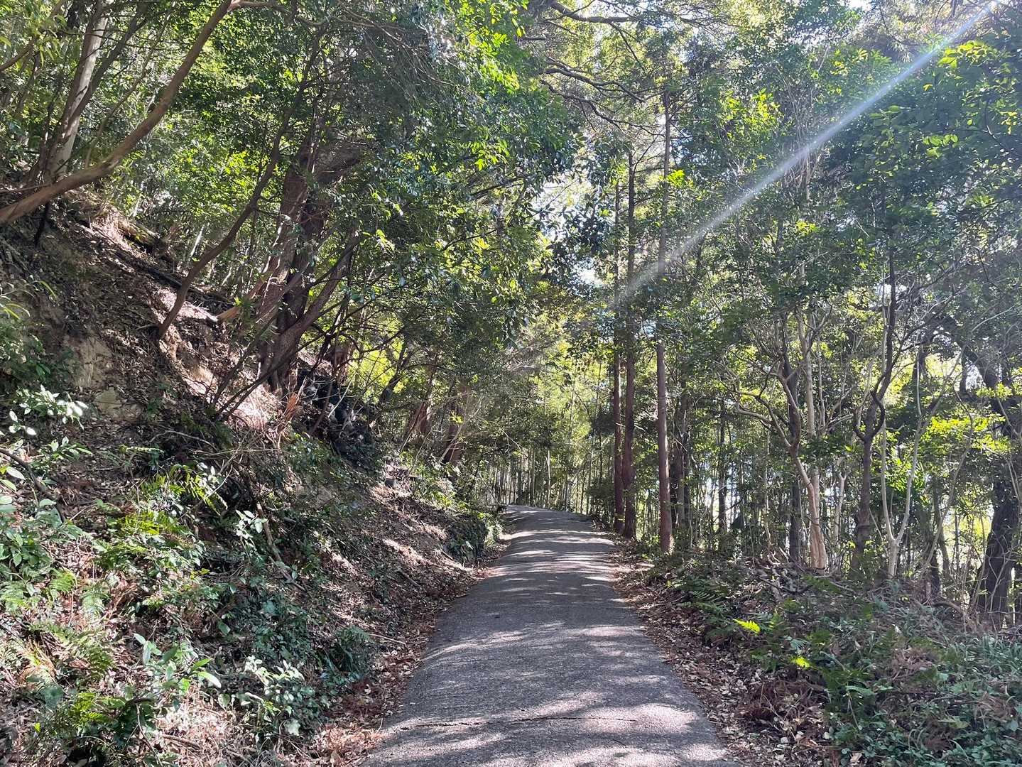 地蔵山 往復コースの写真