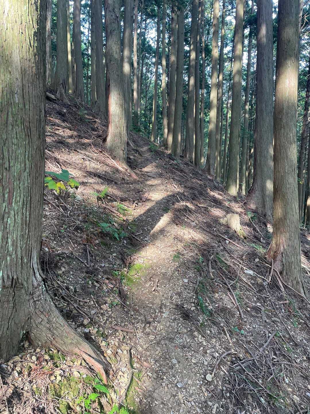 歩いてて気持ちのいい道が多い😃