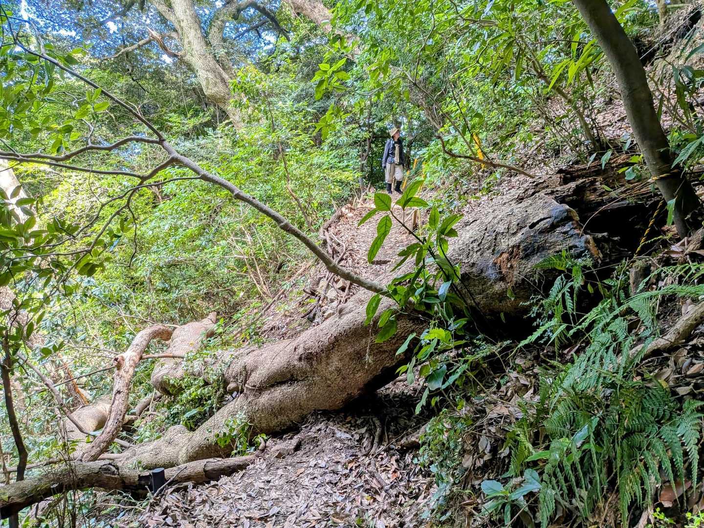 大木が横たわってた🌲