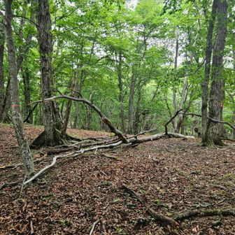 ついでに近くのピークへ
急に踏み跡が少なくなります…