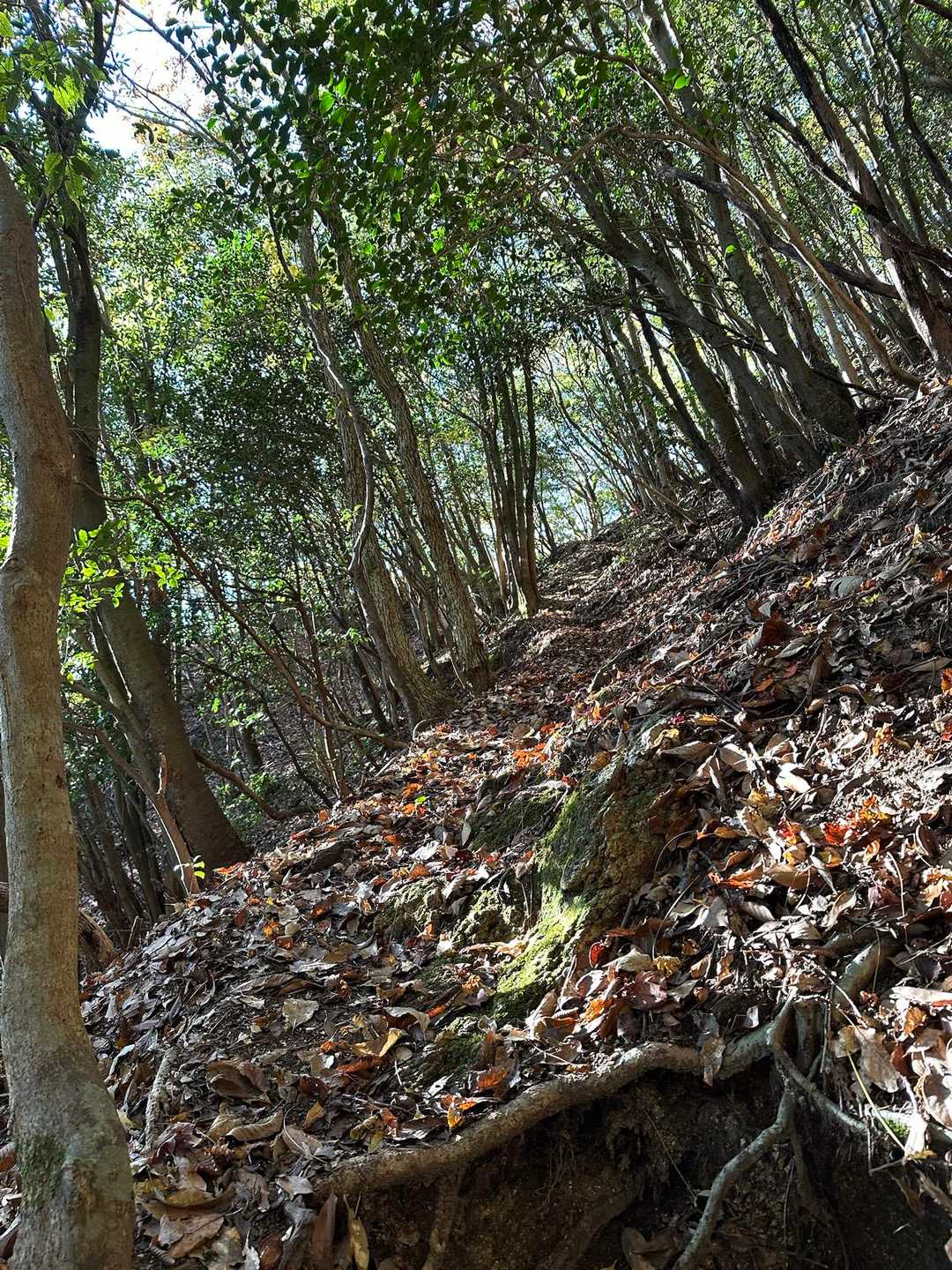 宮指路岳登山口-宮指路岳-小社峠 縦走コースの写真