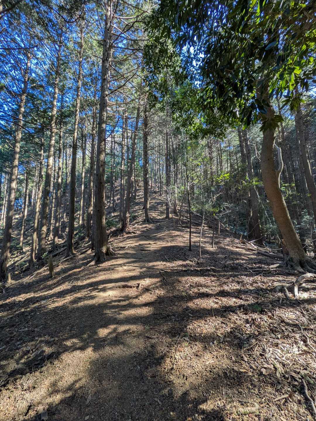皇大神宮下バス停-さくら山-白山 往復コースの写真