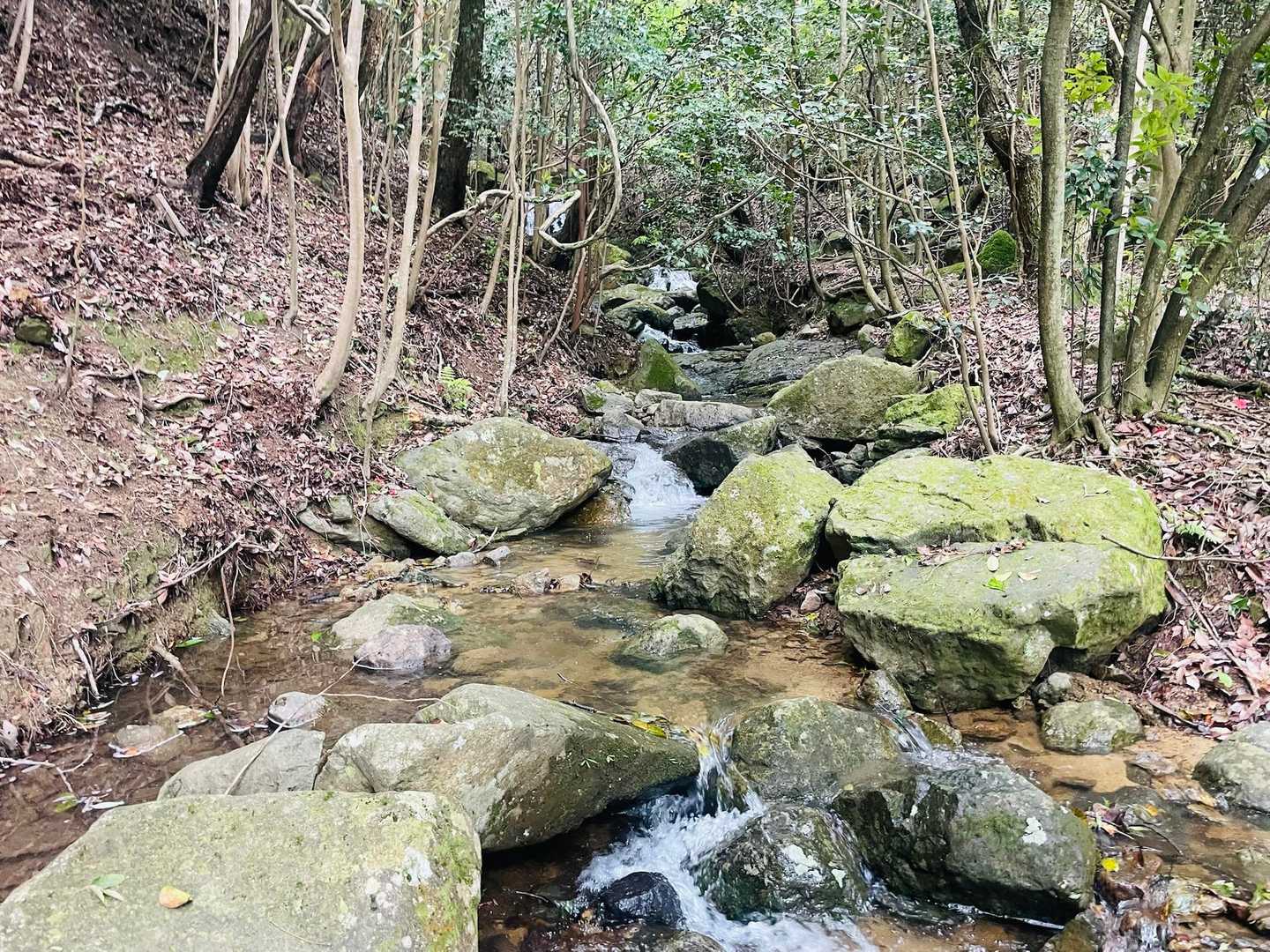 沢のそばは、森がいちばん深く息をしている場所です💧その呼吸に包まれると、自分の心まで静かに整っていきます☺️