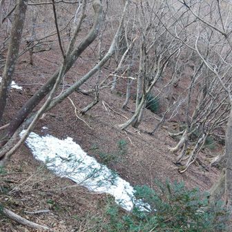 よくウサギを見る辺り🐇　この冬も何回か見た。行者岩の近くに巣がある?

ウサギはいこいの森にもよくいる。たぶん何匹もいる。昔山頂付近をチョロチョロ動き回るウサギもいた🐇早朝に出くわすことが多かった。足元まで出てきては逃げて行くウサギもいた

脱兎のごとくと言うが、野山最強はウサギな気がする。熊でもキツネでも追いつけそうにないスピードで駆け抜けて行くところを何回も見た。何より雪の上を沈まずに走れるのが凄い