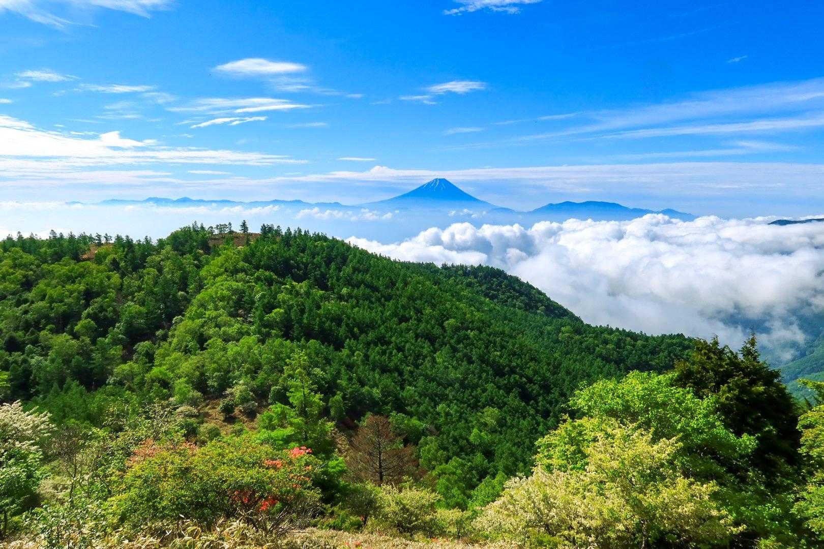 新緑と雲海と富士山