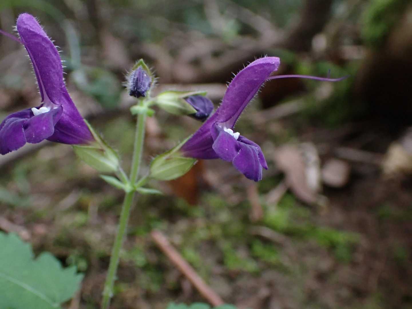 秋の花アキギリかな