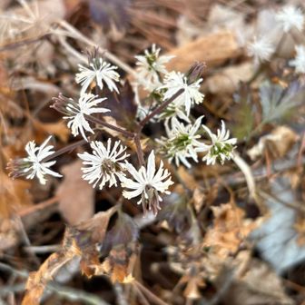 御殿の山頂にセリバオウレン群生してました