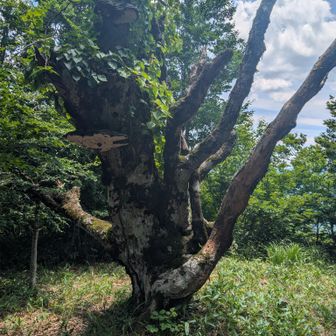 山頂の大きな木🌳
この前行った大万木山の山頂大ブナにそっくり🤭